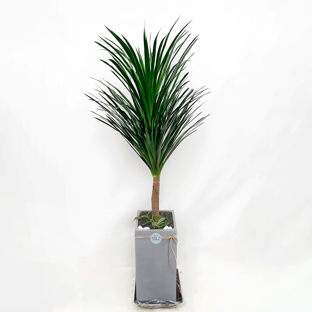 관엽17호 (드라세나드라코)