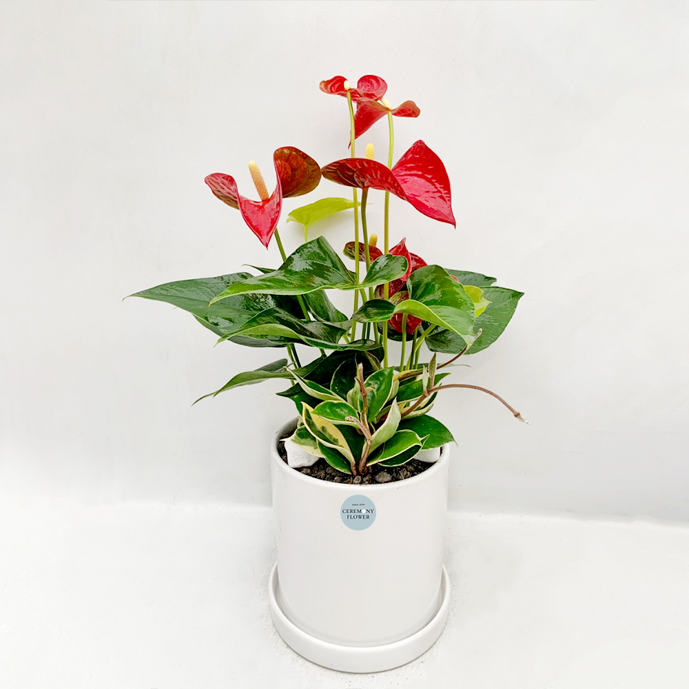 관엽18호 (안시리움)