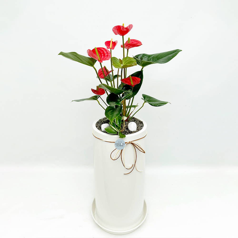 관엽18호 (안시리움)