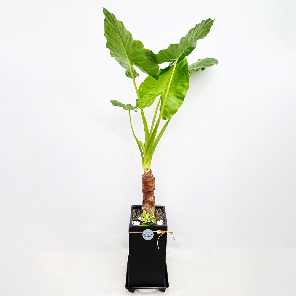 관엽19호 (알로카시아)