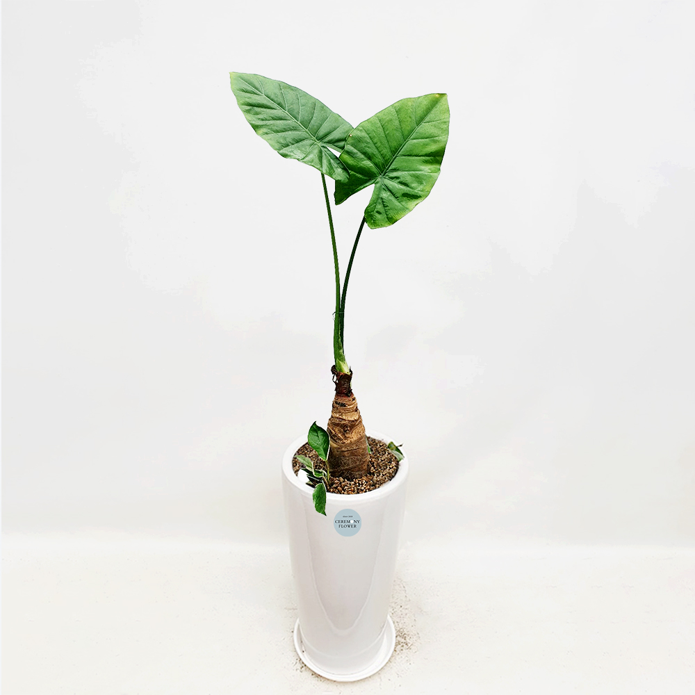 관엽19호 (알로카시아)