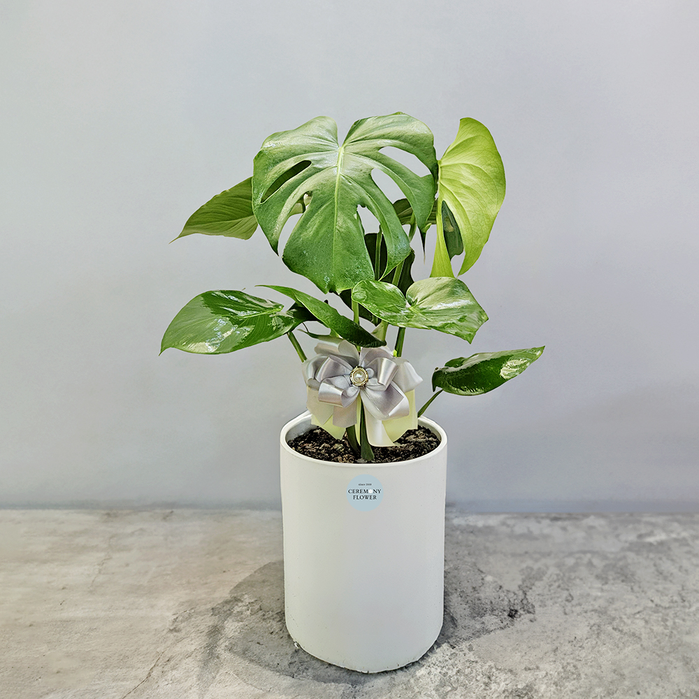 관엽21호 (몬스테라)