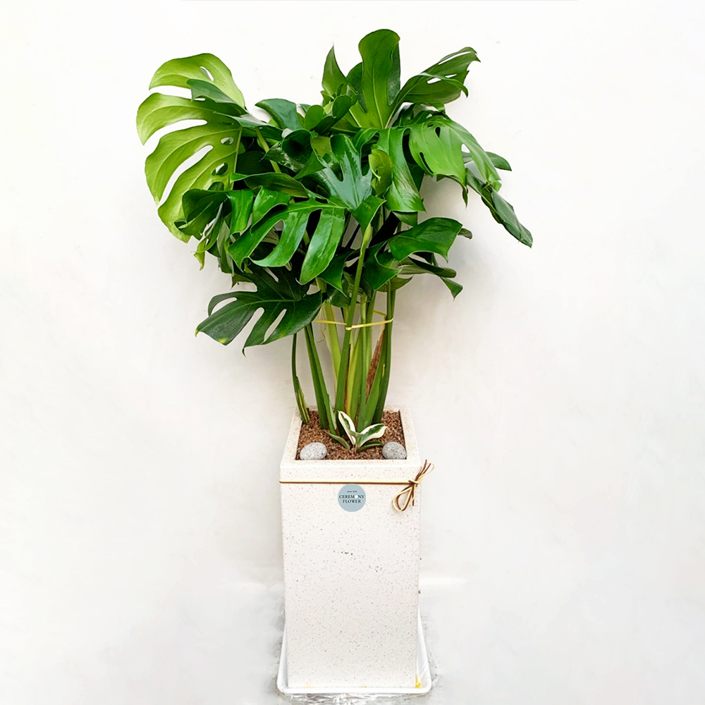 관엽21호 (몬스테라)