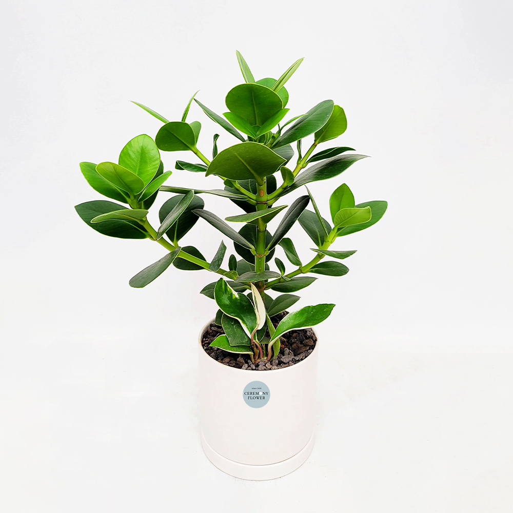 관엽22호 (크루시아)