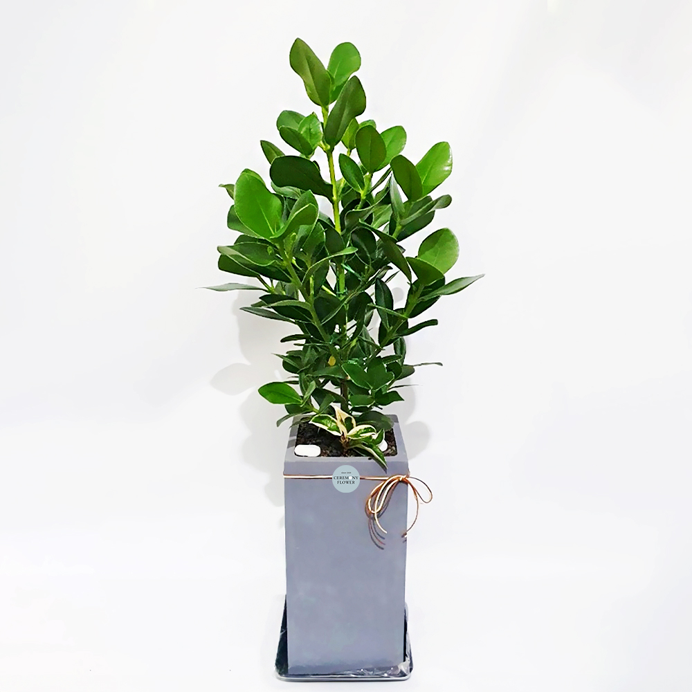 관엽22호 (크루시아)