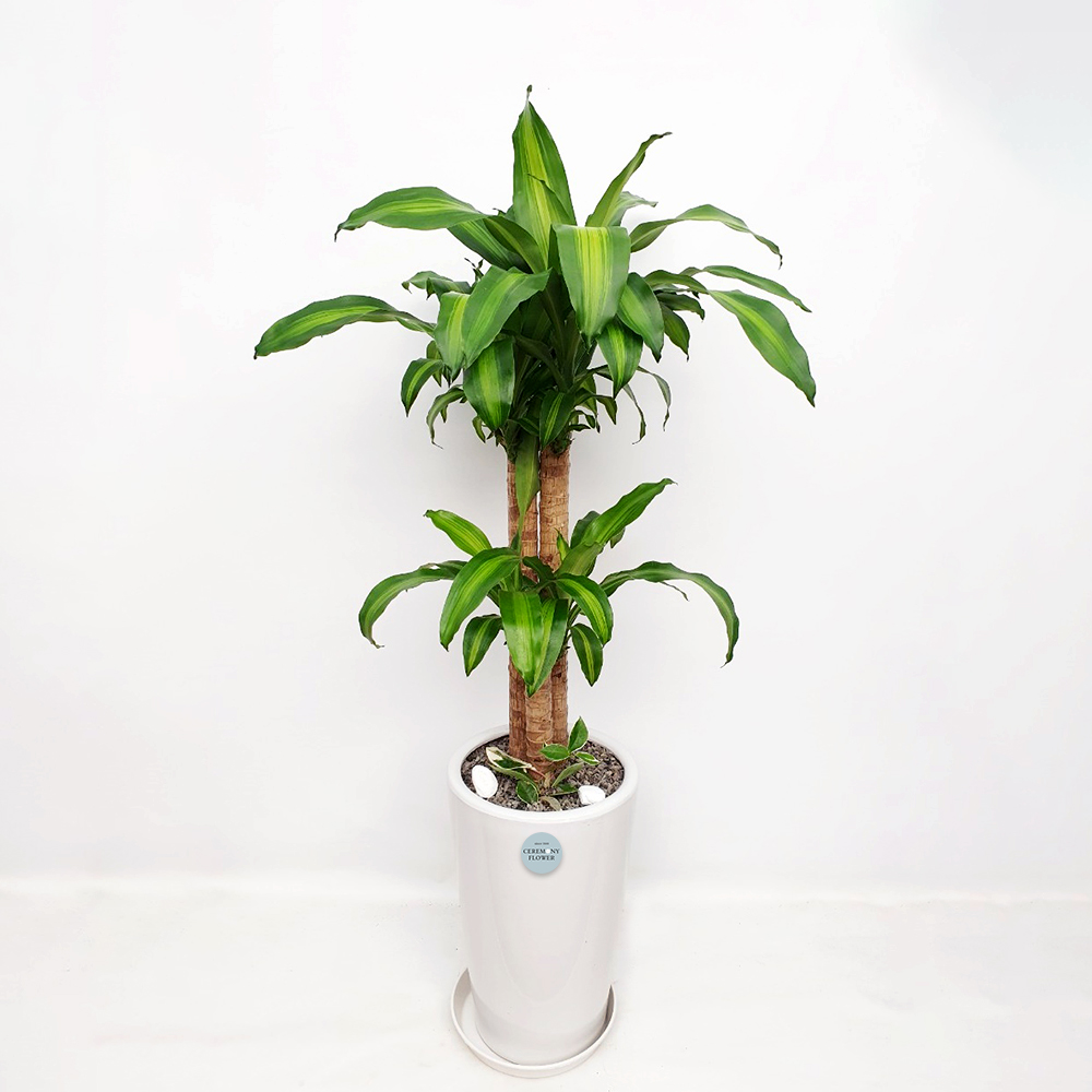 관엽20호 (행운목)