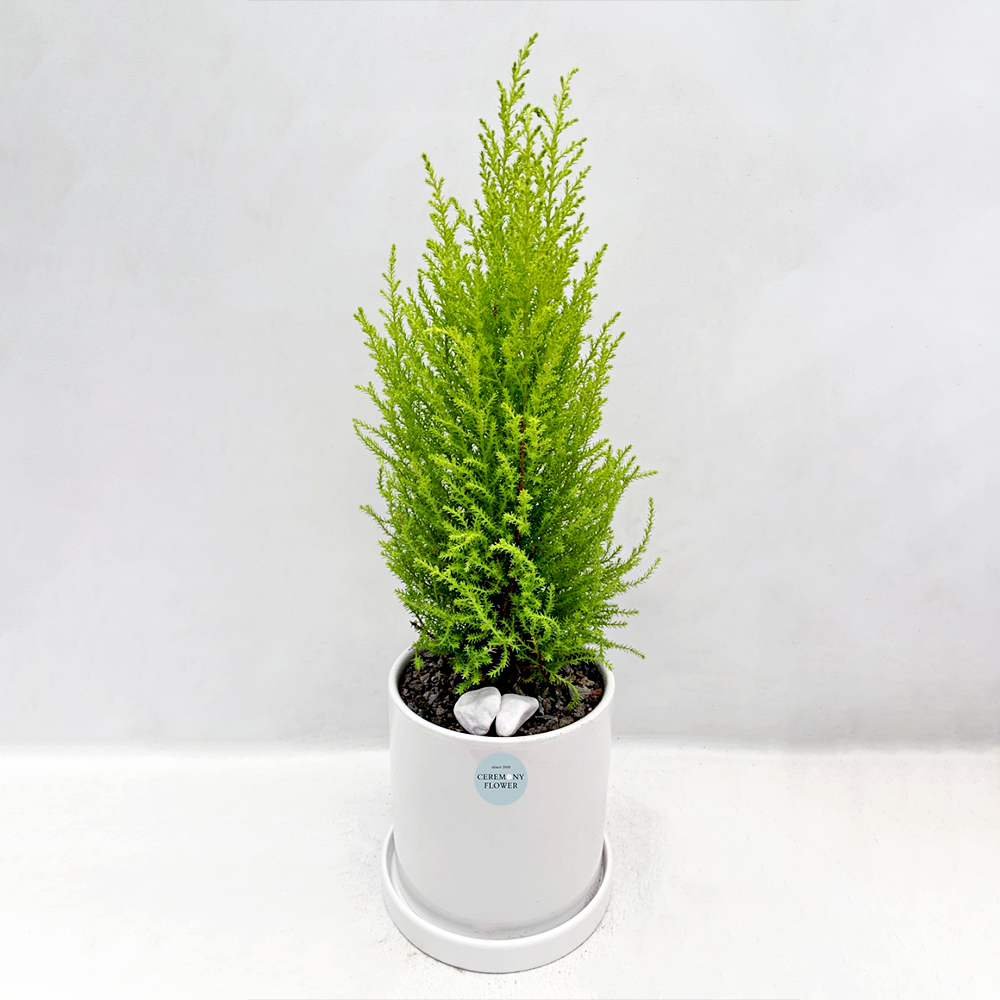 관엽23호 (율마)