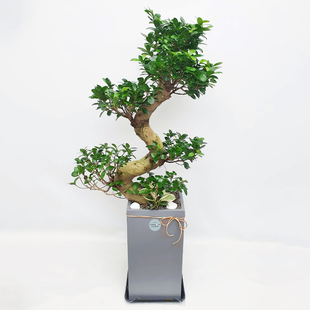 관엽24호 (가지마루)