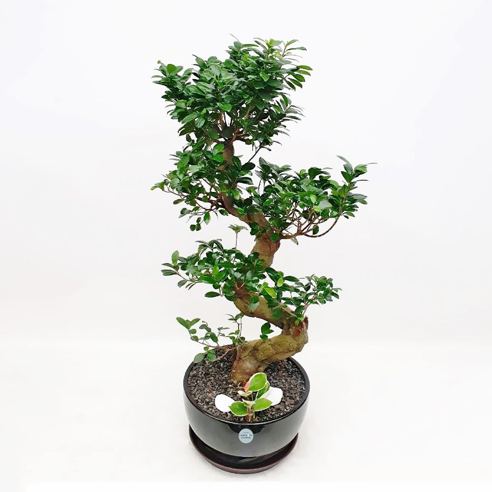 관엽24호 (가지마루)