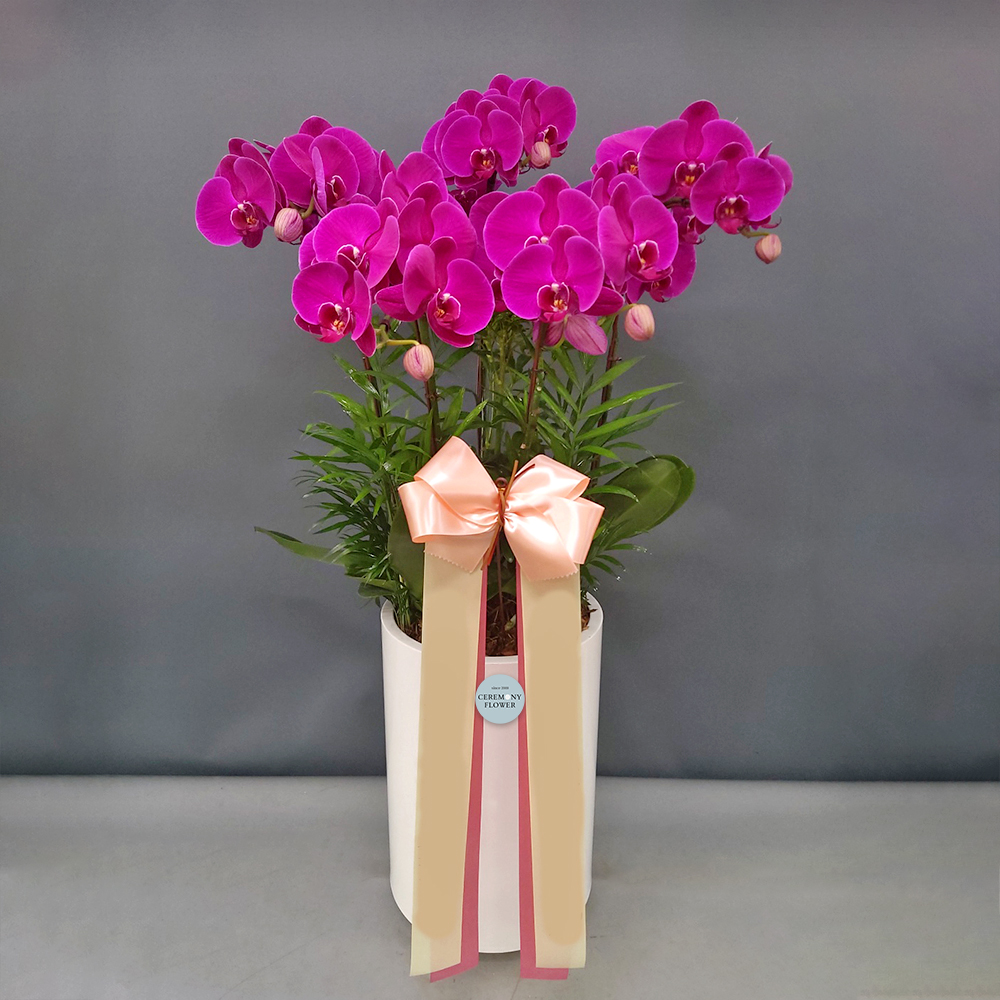 서양란3호 (진핑크호접)