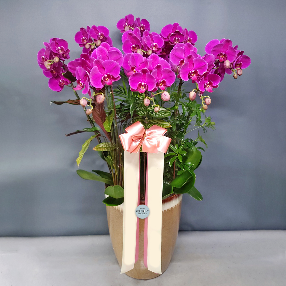 서양란3호 (진핑크호접)