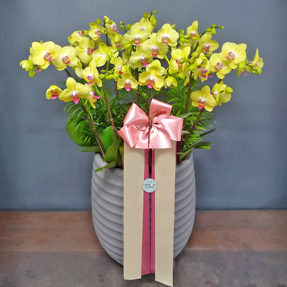 서양란2호 (플로선셋호접)