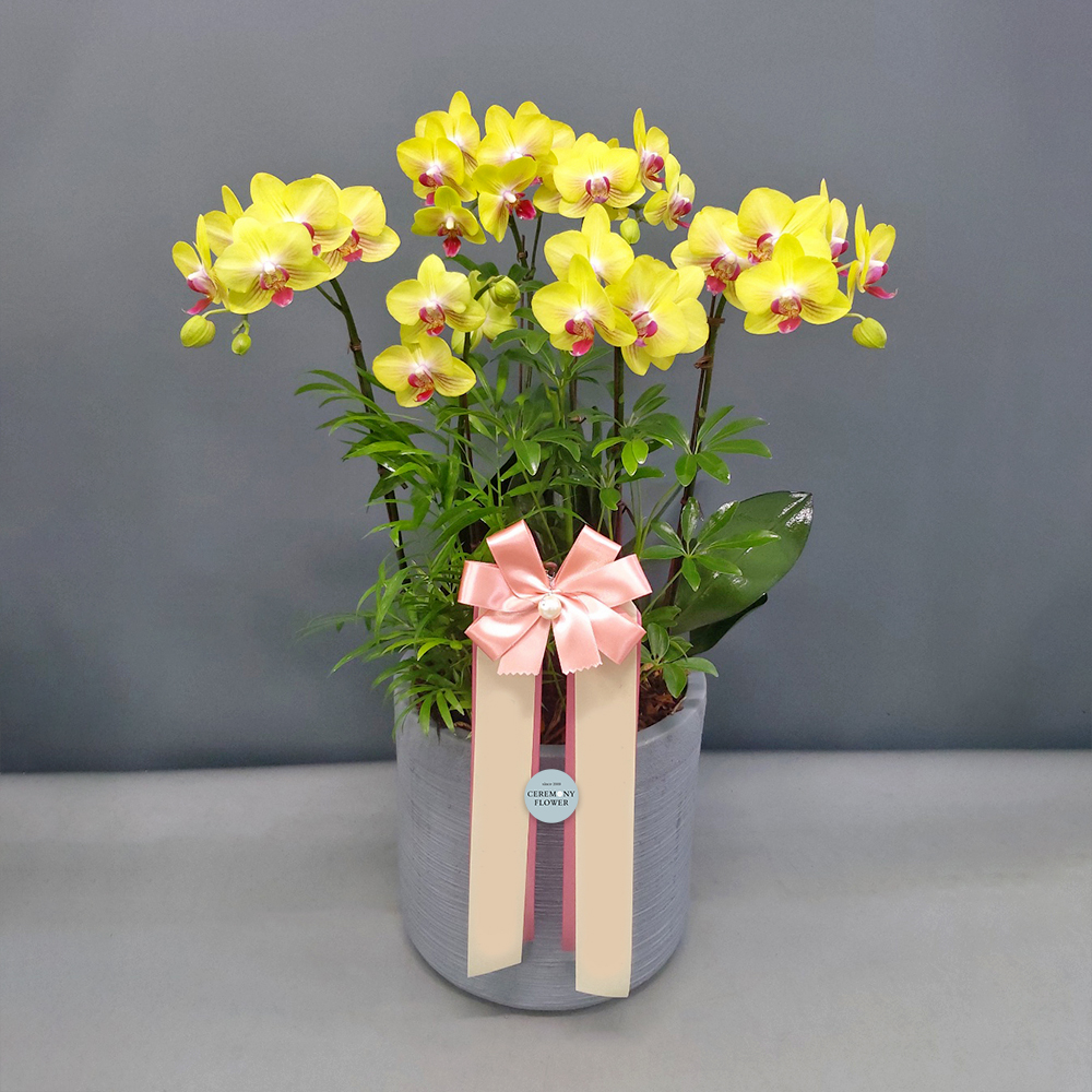 서양란2호 (플로선셋호접)