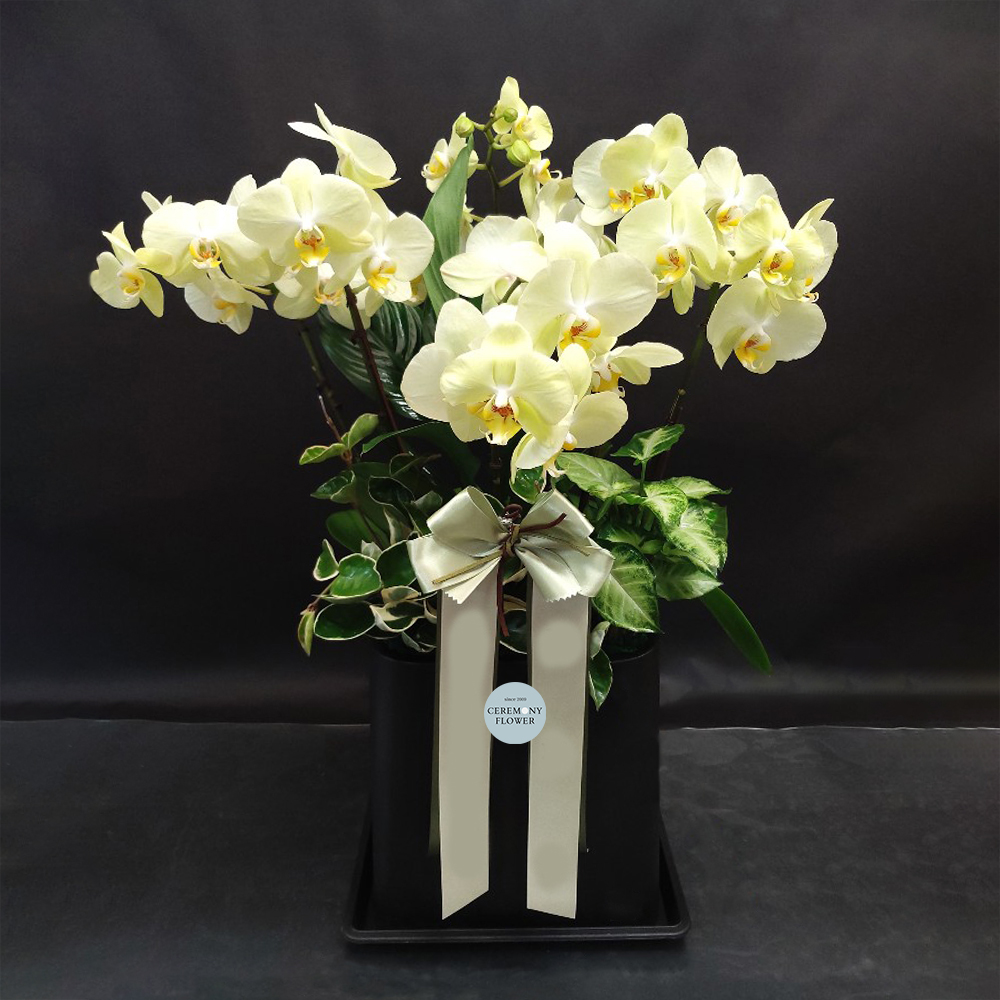 서양란16호 (레몬색상호접)