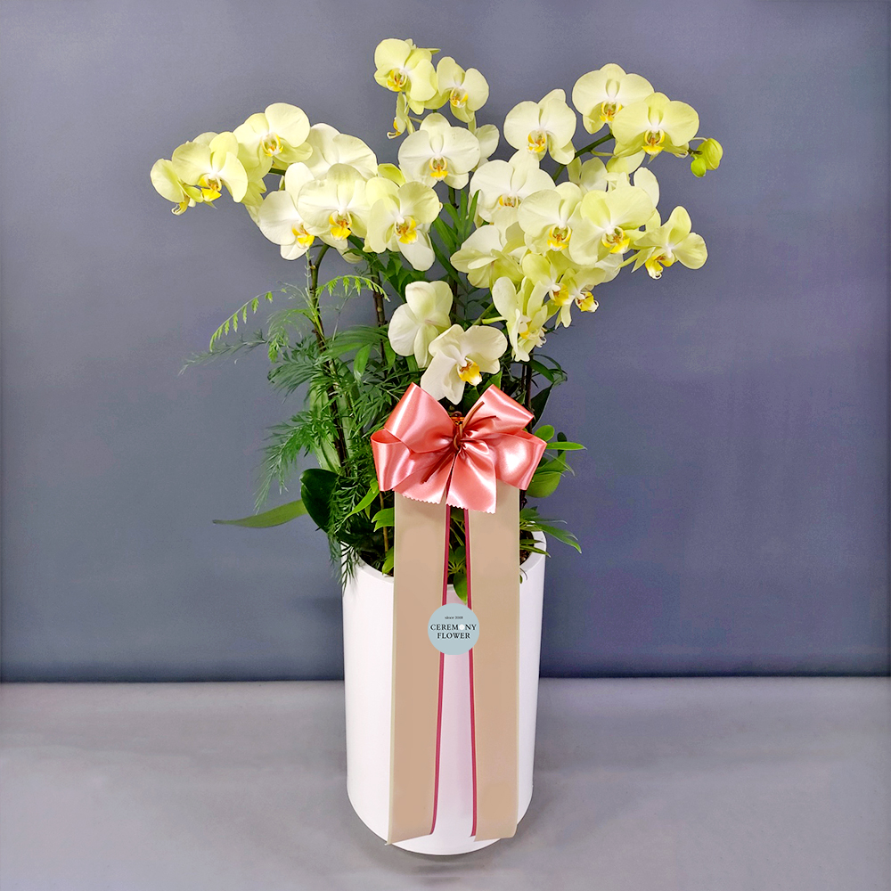 서양란16호 (레몬색상호접)