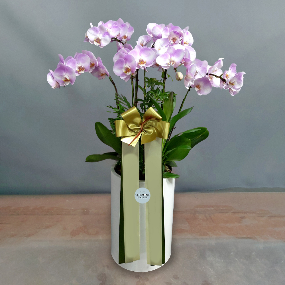 서양란5호 (연핑크 러브호접)