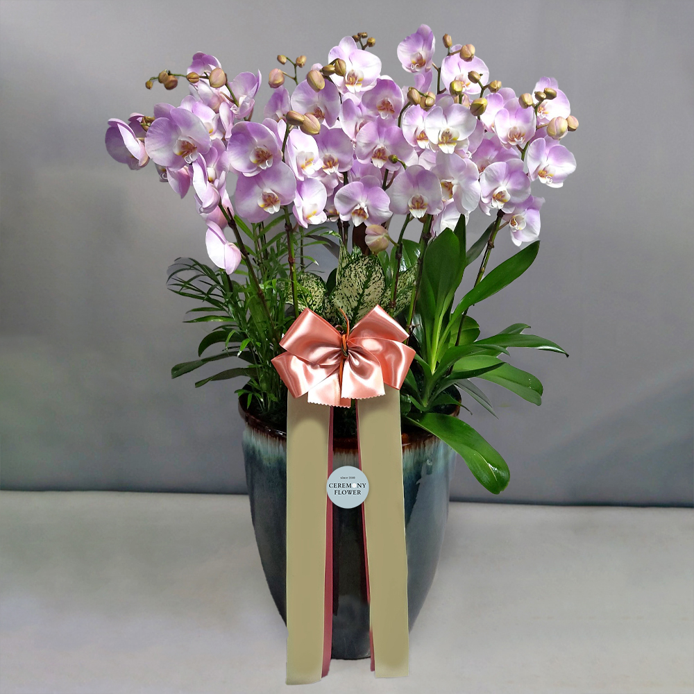 서양란5호 (연핑크 러브호접)