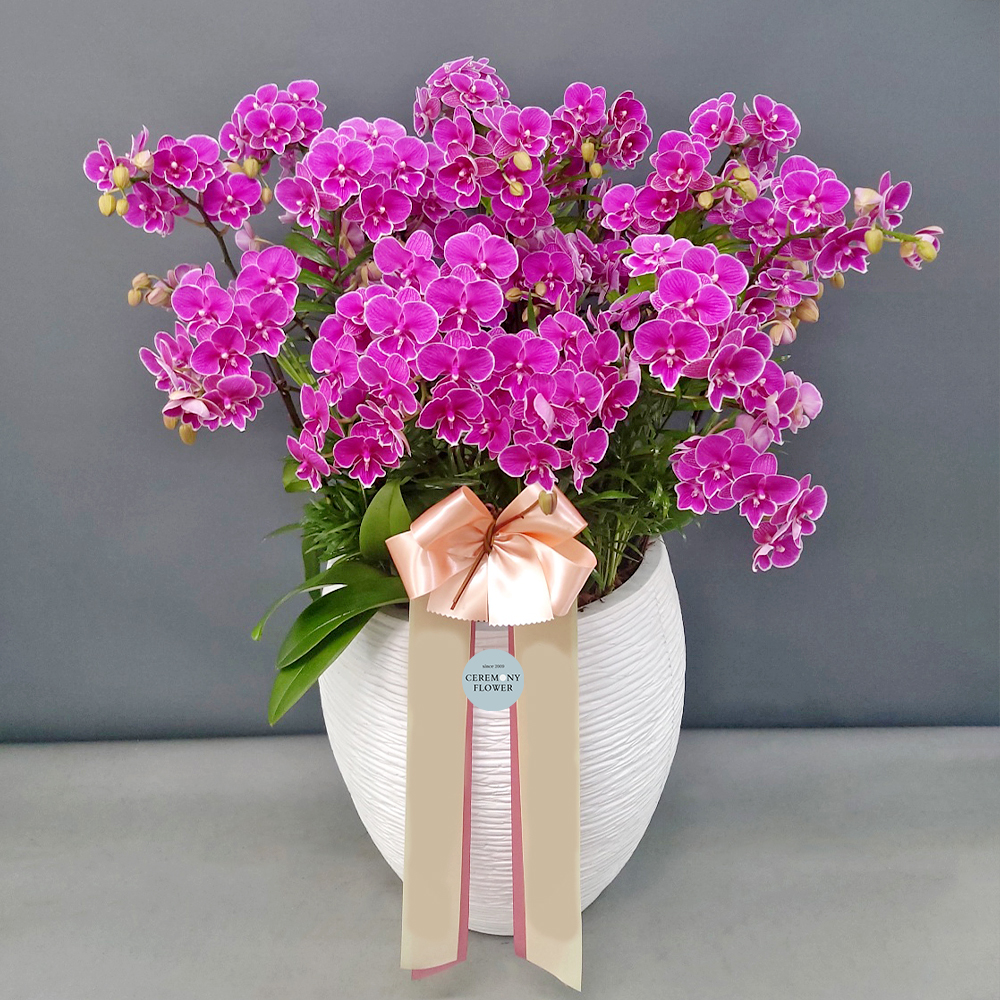 서양란6호 (핑크 미니미니호접)