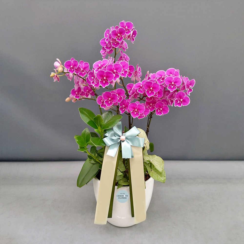 서양란6호 (핑크 미니미니호접)