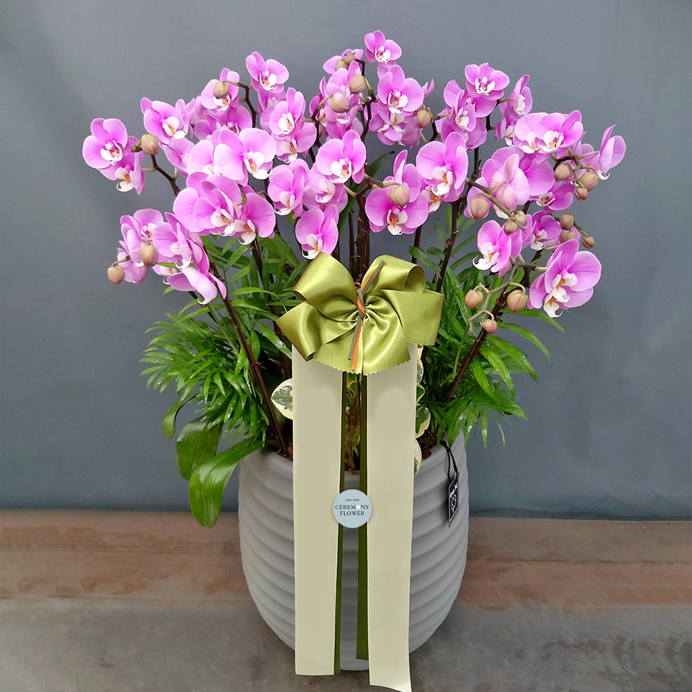 서양란7호 (안나호접)