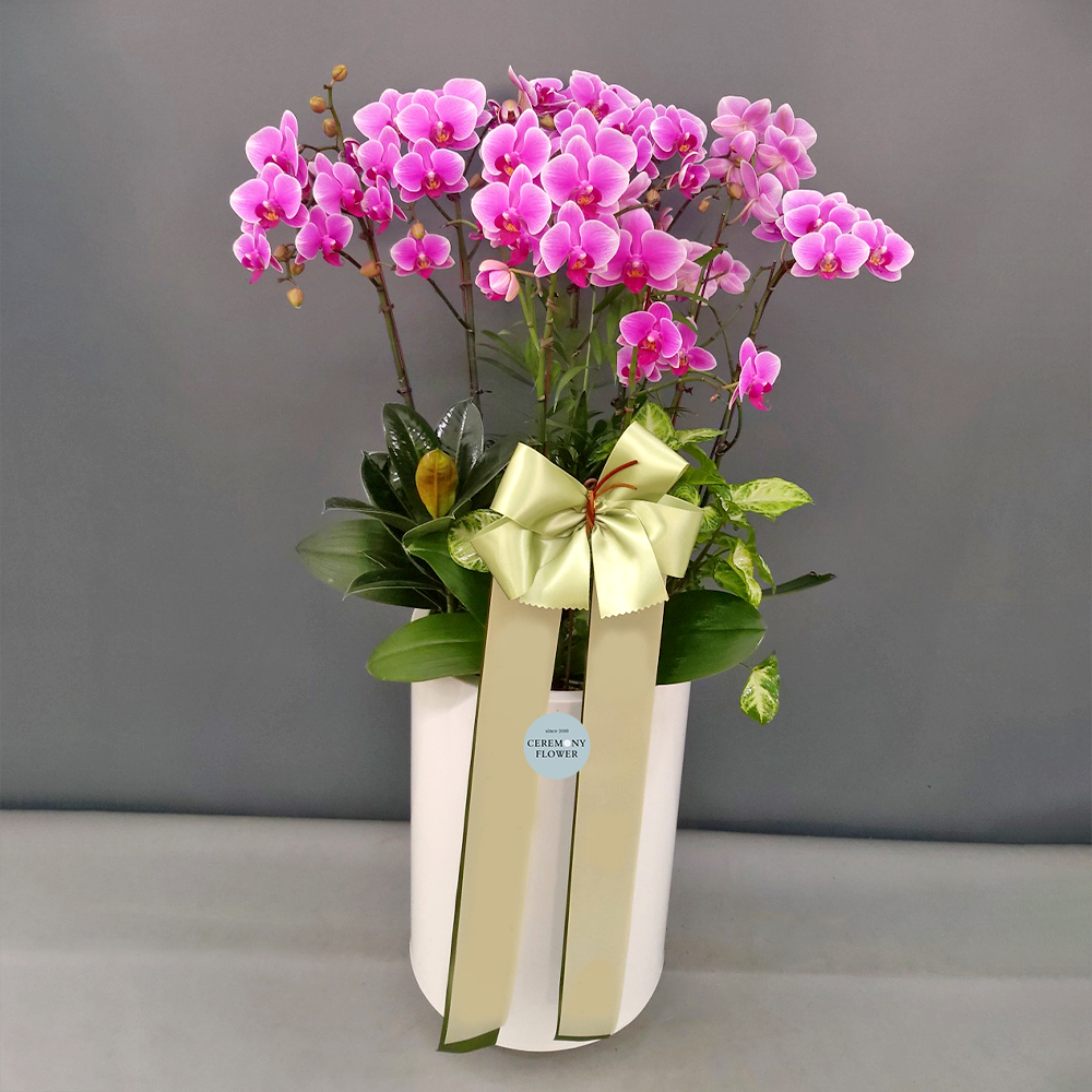 서양란15호 (핑크 미니호접)