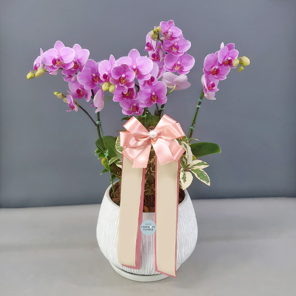 서양란15호 (핑크 미니호접)