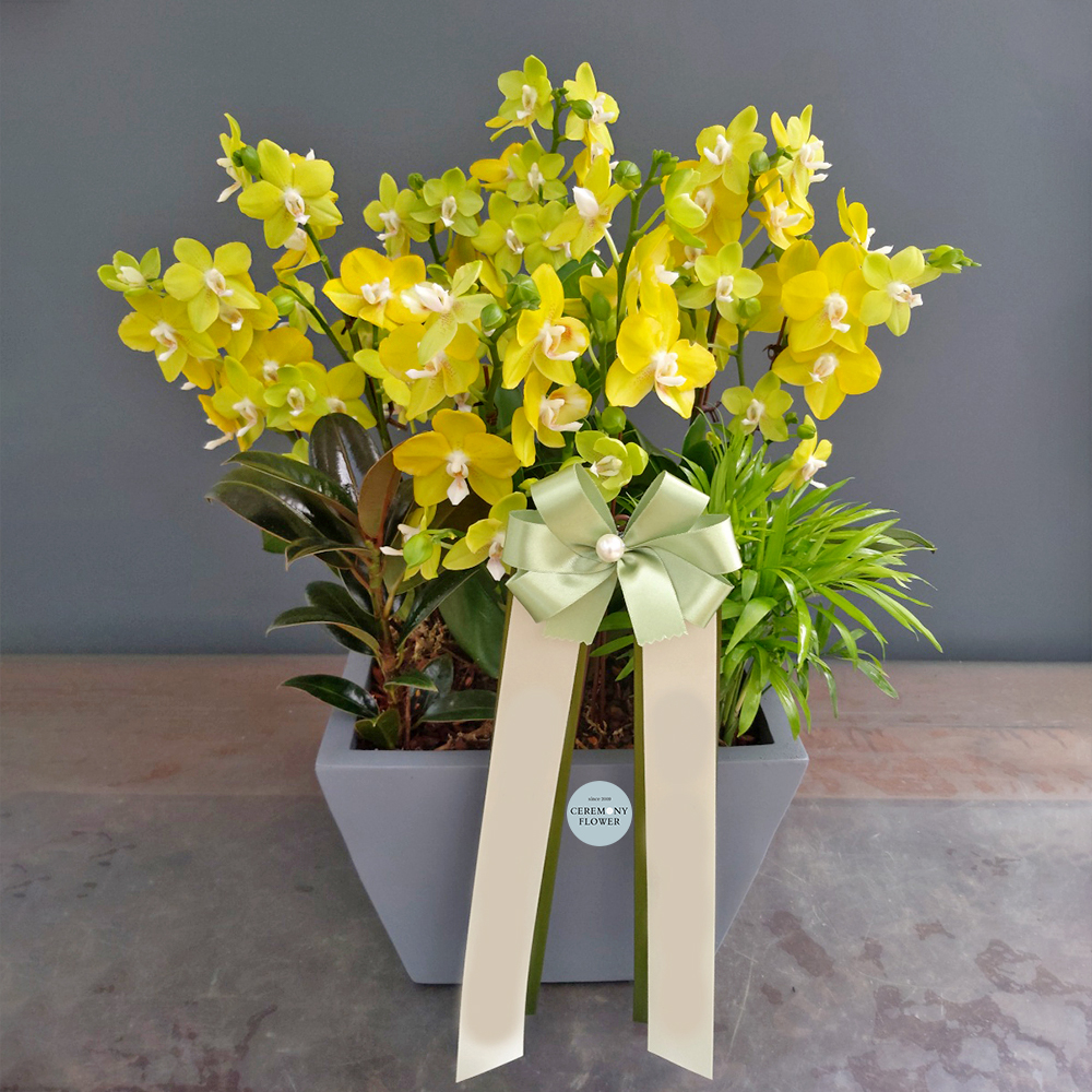 서양란4호 (노란 미니호접)