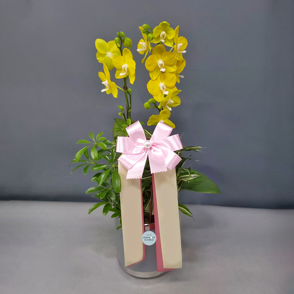 서양란4호 (노란 미니호접)