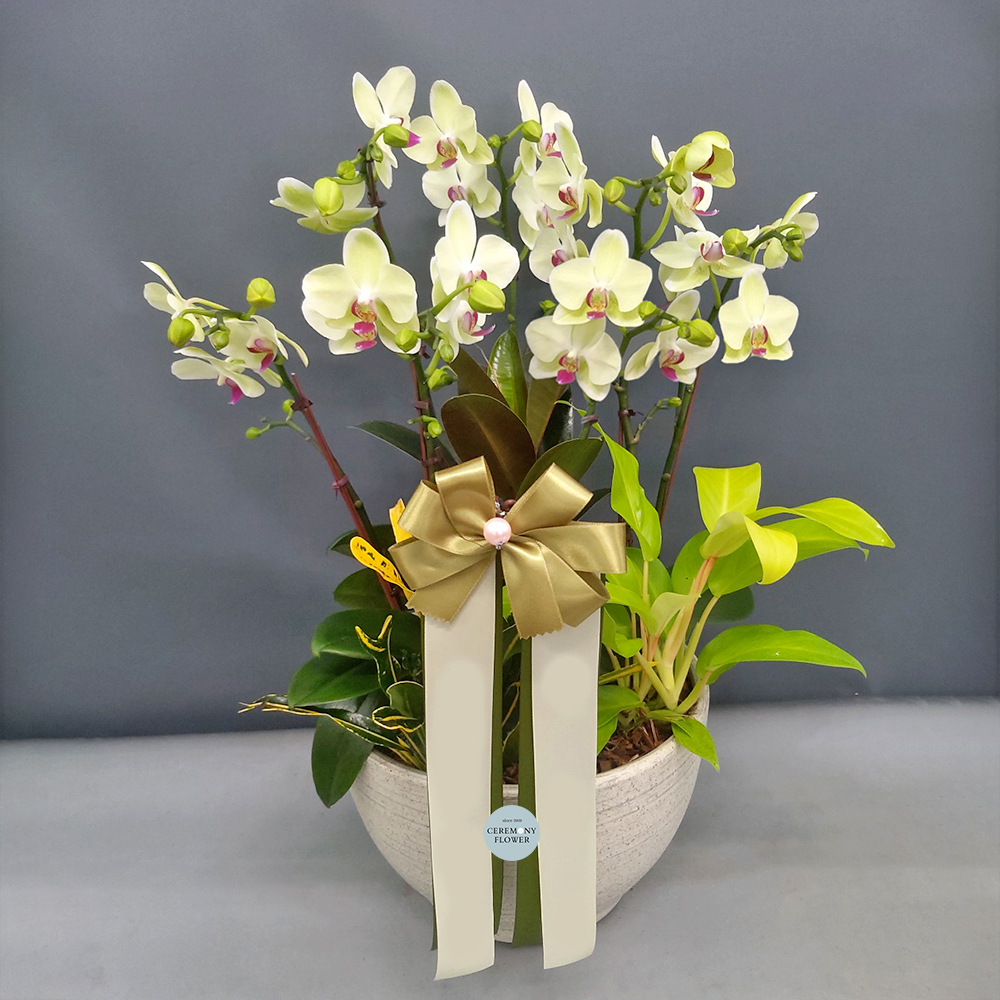 서양란8호 (연그린 포춘호접)