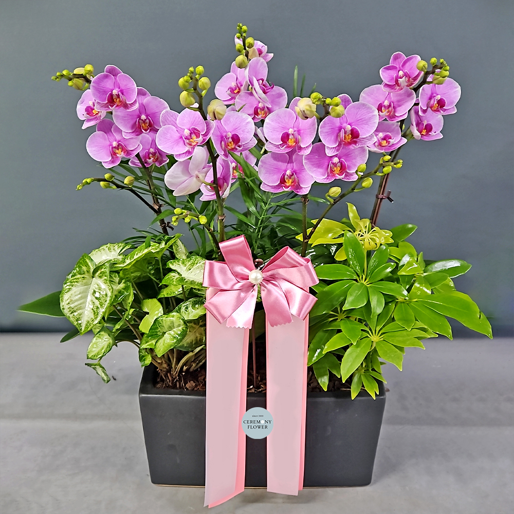 서양란9호 (핑크톤호접)