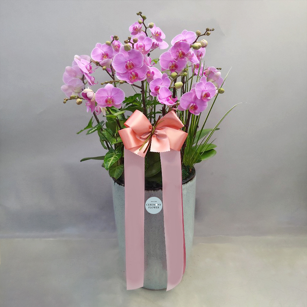 서양란9호 (핑크톤호접)