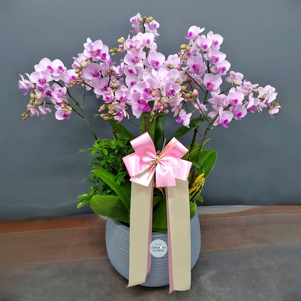 서양란10호 (리틀잼 미니호접)