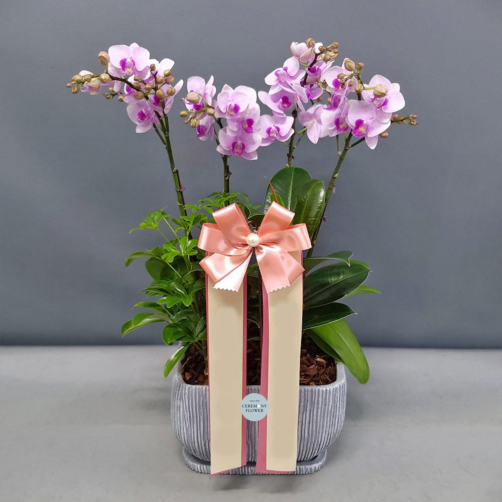 서양란10호 (리틀잼 미니호접)