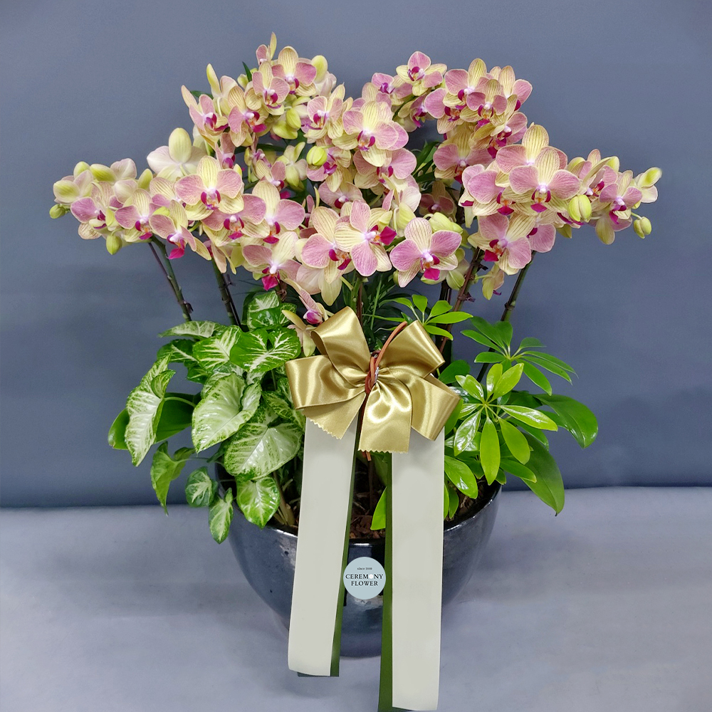 서양란11호 (삼색조호접)