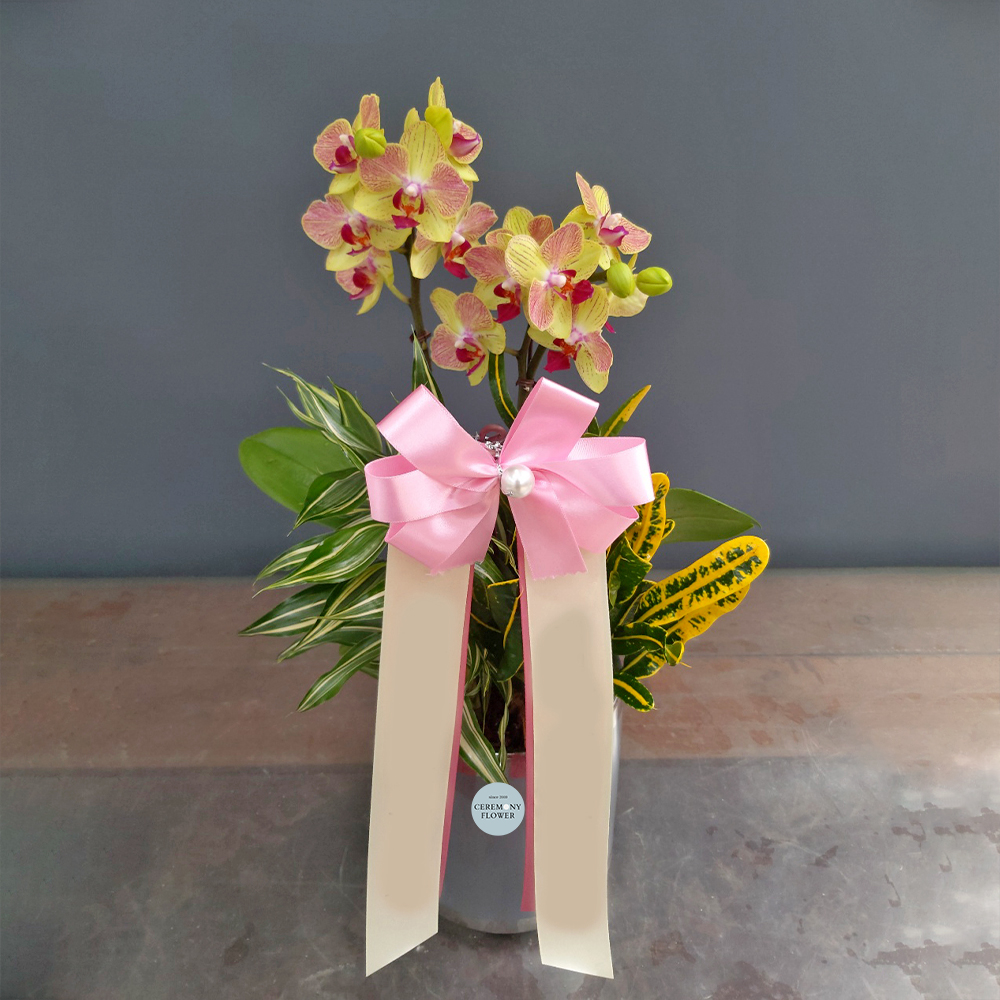 서양란11호 (삼색조호접)