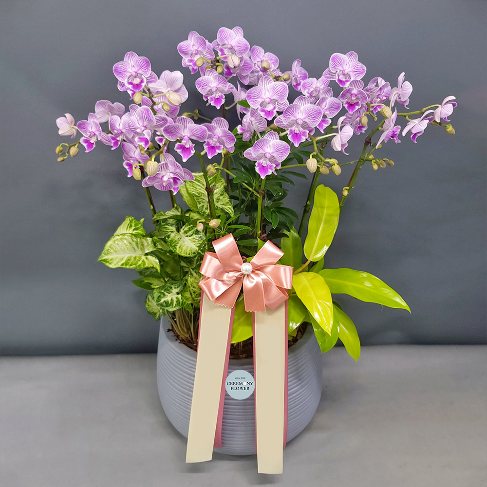 서양란12호 (빅립 미니호접)