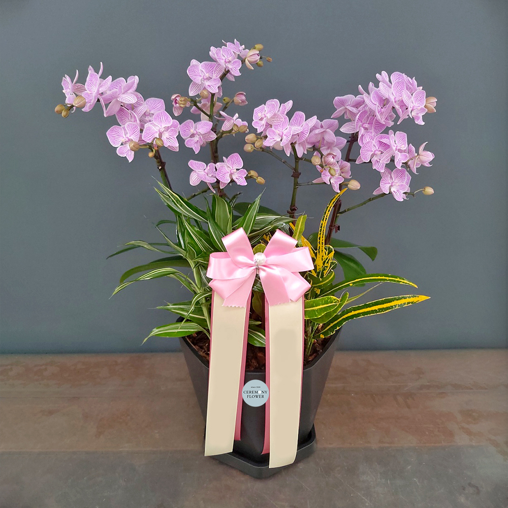 서양란12호 (빅립 미니호접)