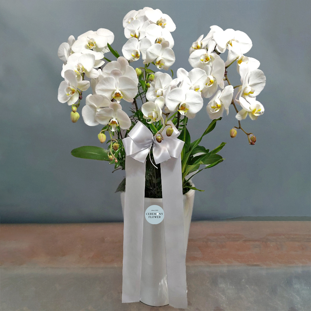 서양란13호 (화이트호접)