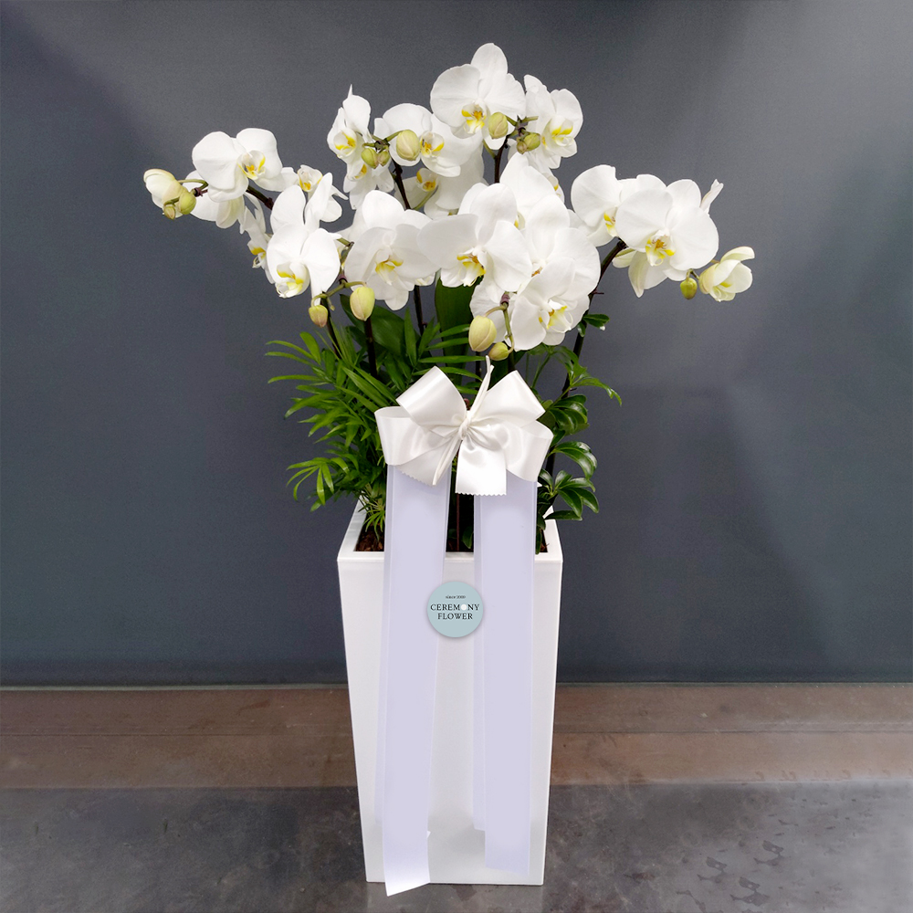 서양란13호 (화이트호접)