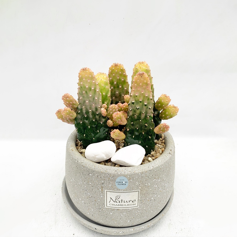 관엽26호 (만세선인장)