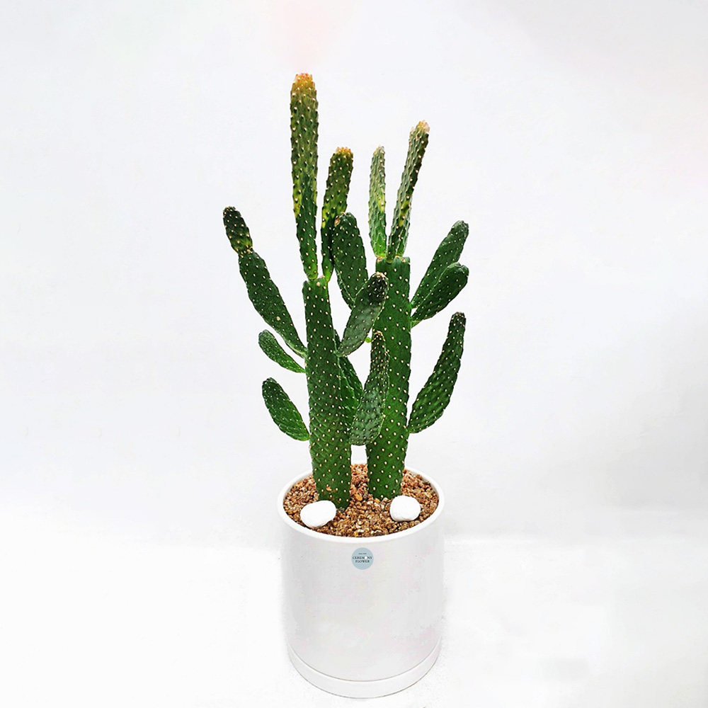 관엽26호 (만세선인장)