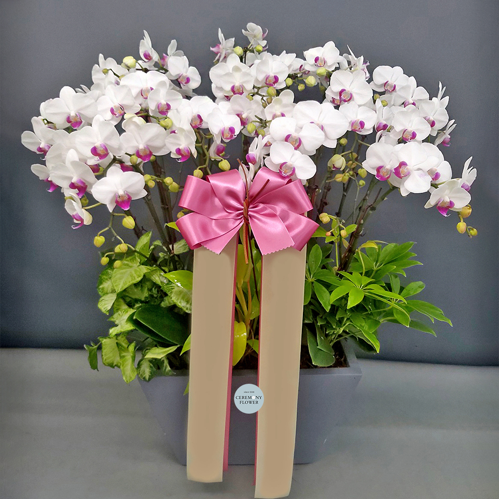 서양란14호 (레드립 미니호접)