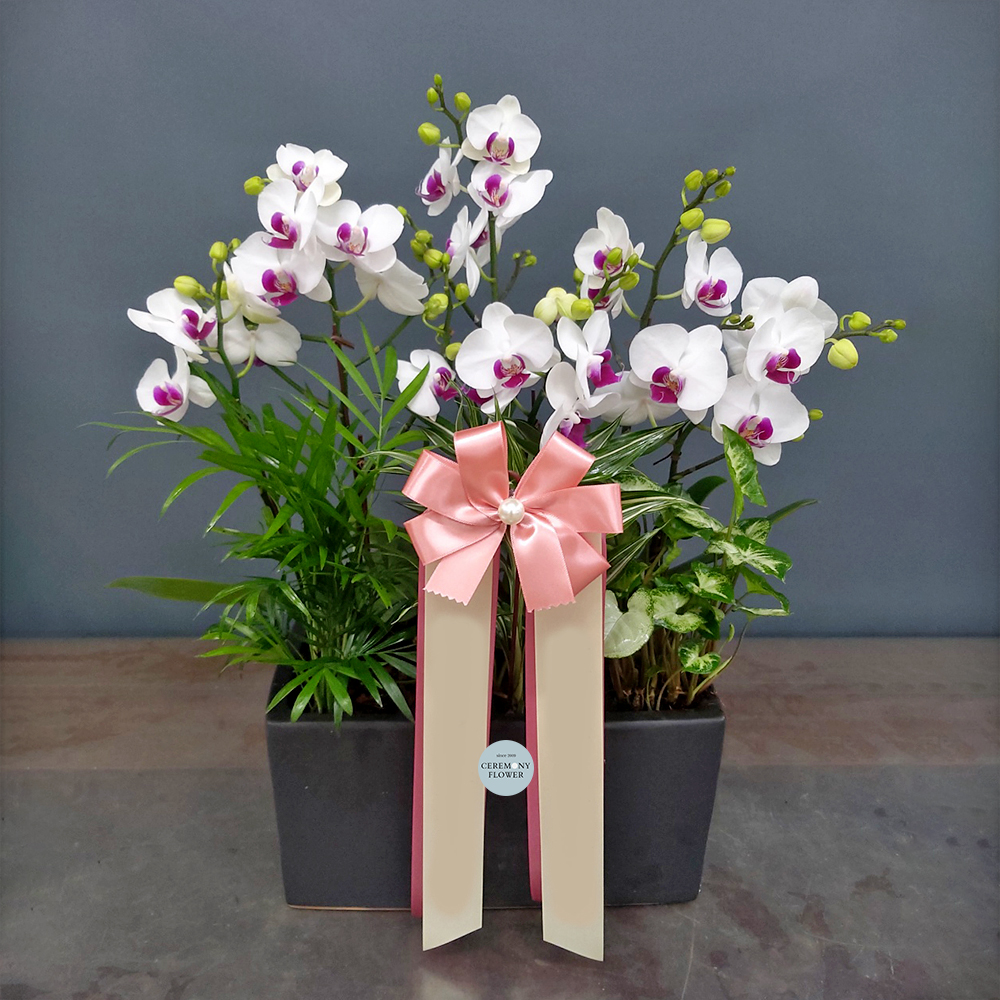 서양란14호 (레드립 미니호접)