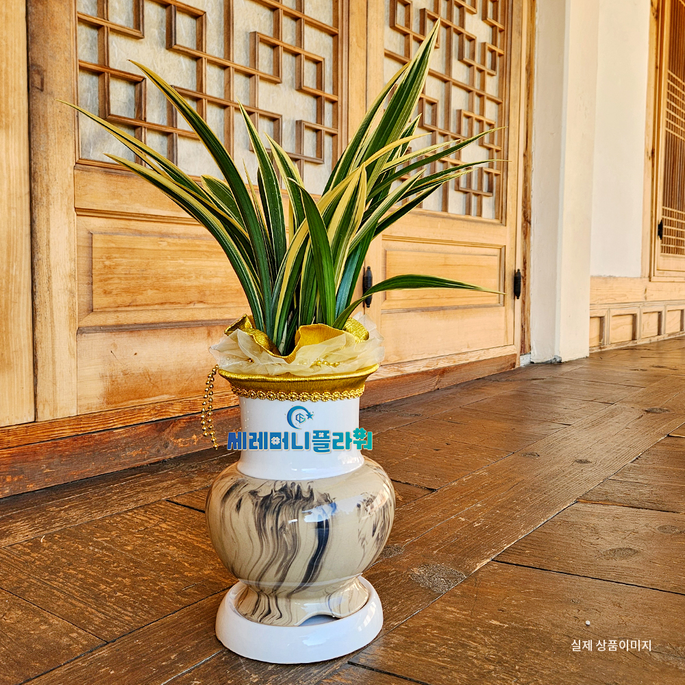 동양란10호 일향금 고급분