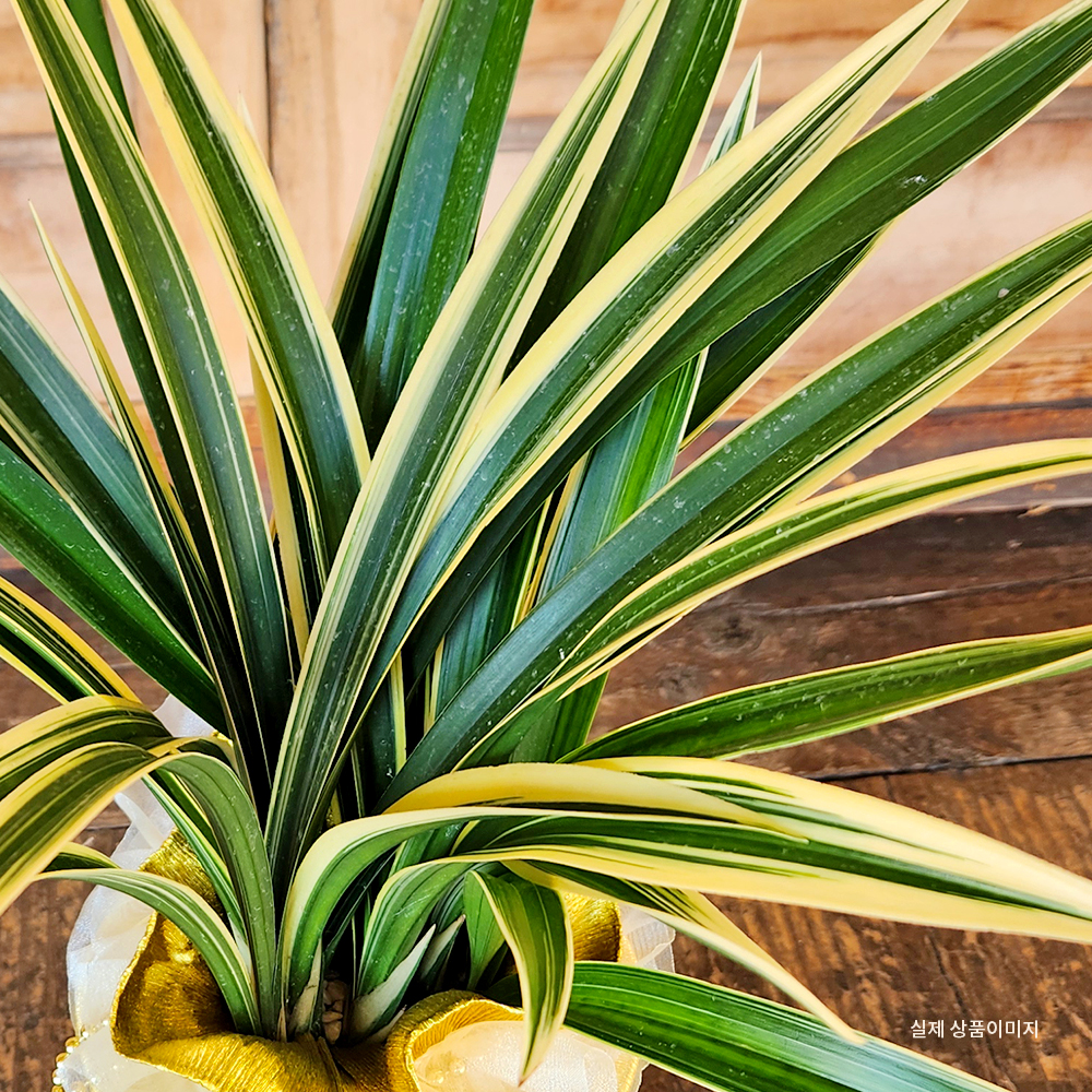 동양란10호 일향금 고급분