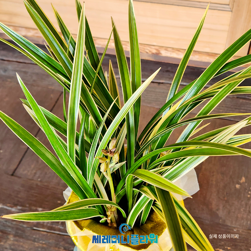 동양란2호 고급 계절난