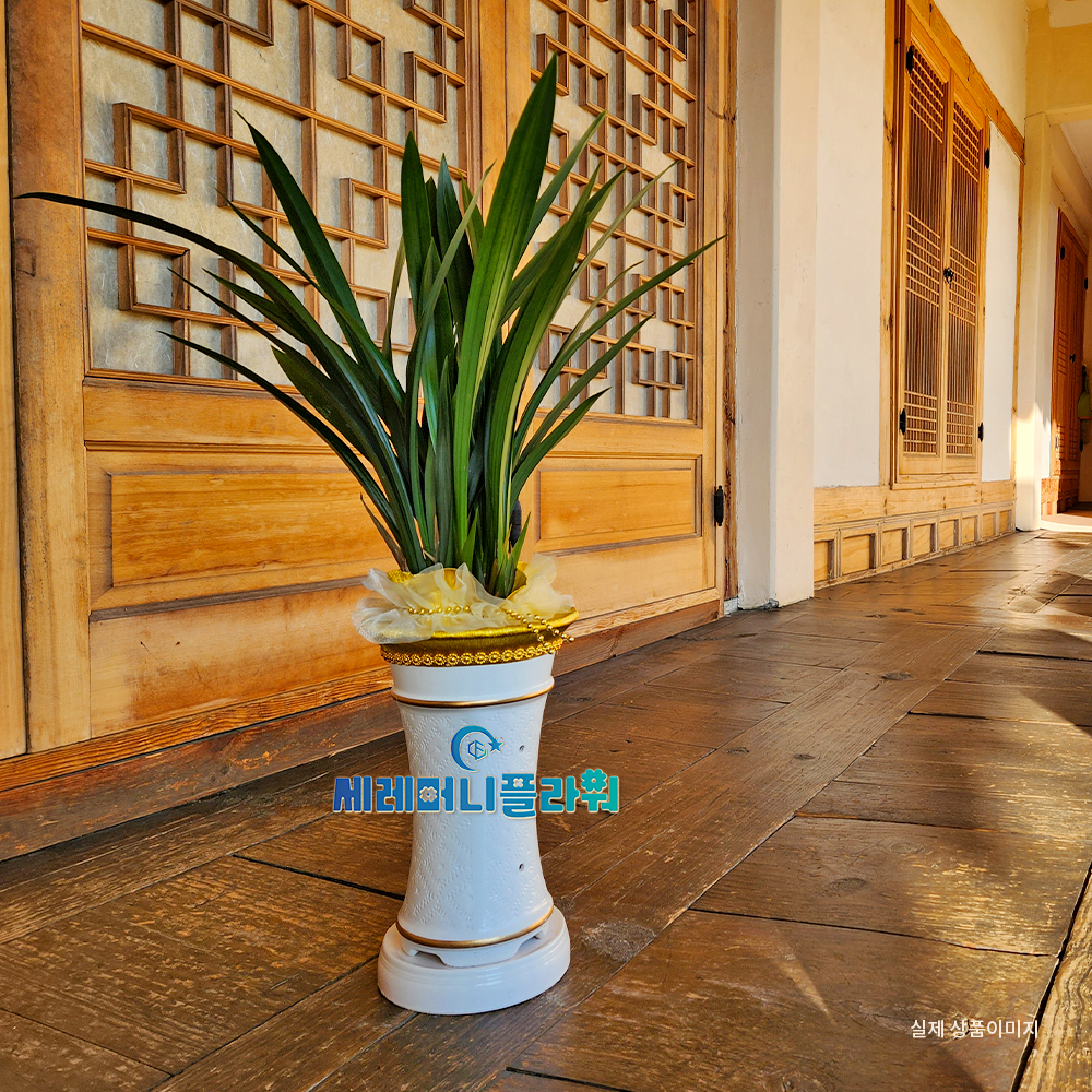 동양란1호 계절난