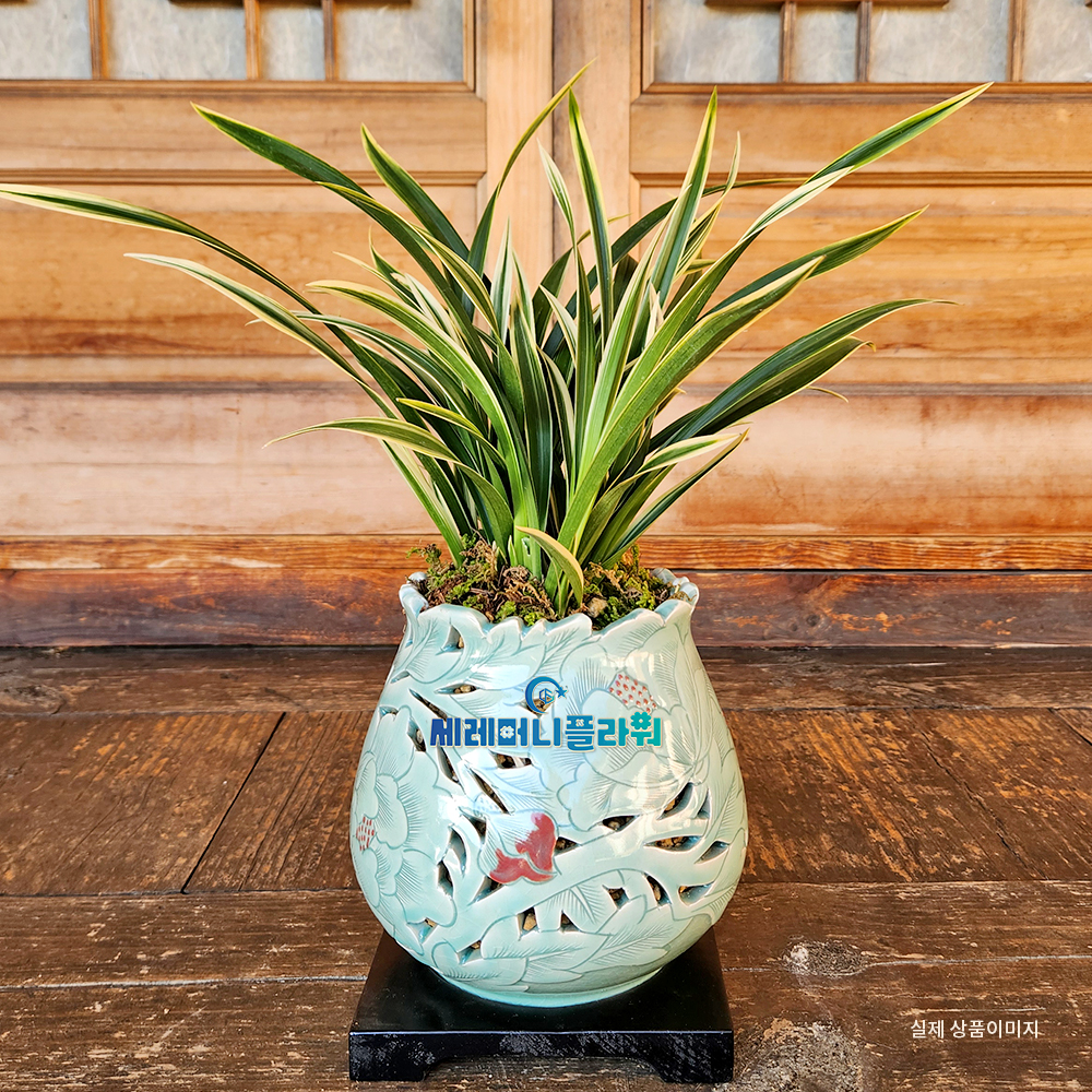 동양란 간편모음