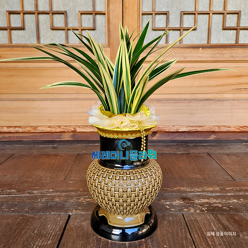 동양란 간편모음