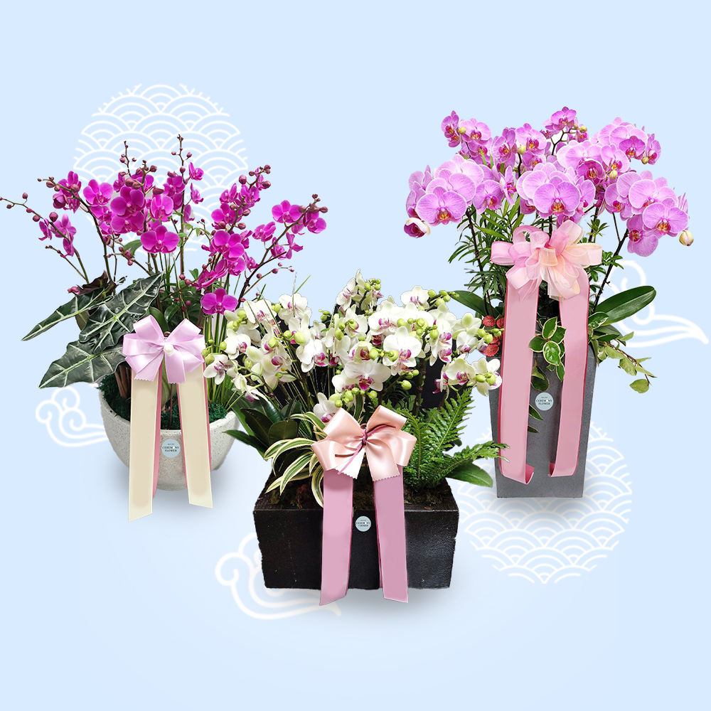 서양란 간편모음